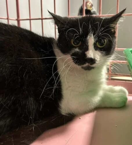 Kotka Zelda, female Mixed Breed for adoption at Fundacja Medor photo 3