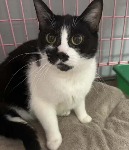 Kotka Zelda, female Mixed Breed for adoption at Fundacja Medor photo 4