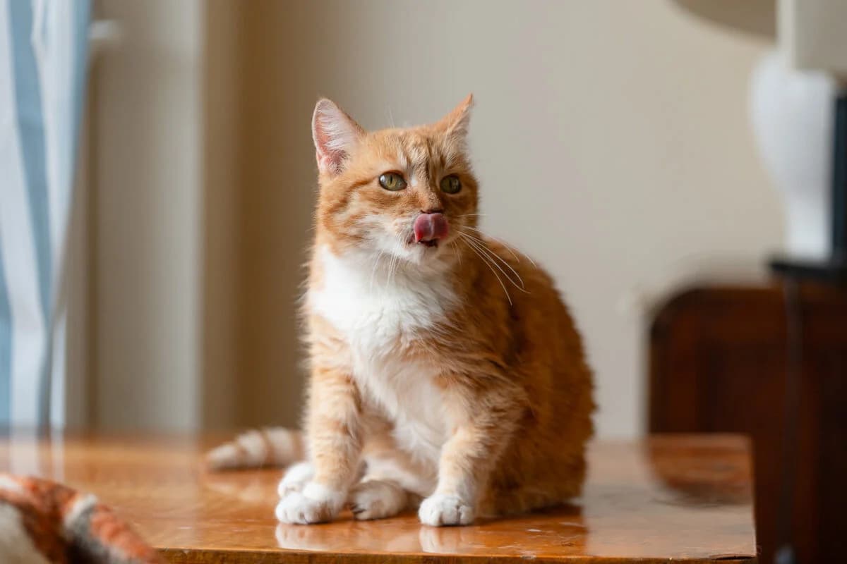 Merida, male Mixed Breed for adoption