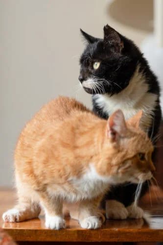 Merida, male Mixed Breed for adoption at Fundacja Medor photo 2