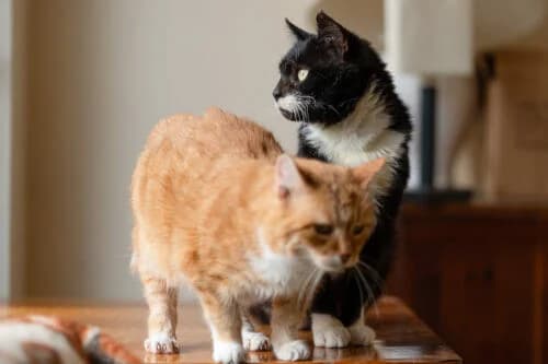 Merida, male Mixed Breed for adoption at Fundacja Medor photo 3