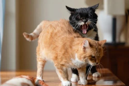 Merida, male Mixed Breed for adoption at Fundacja Medor photo 4