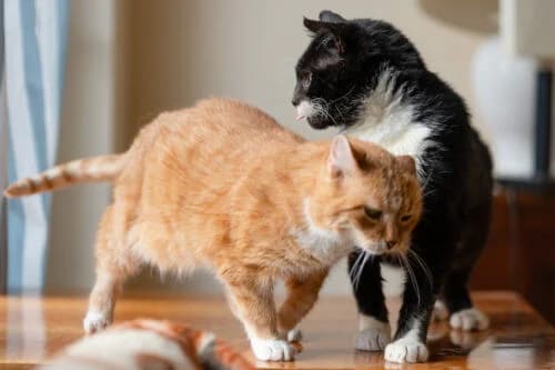 Merida, male Mixed Breed for adoption at Fundacja Medor photo 5