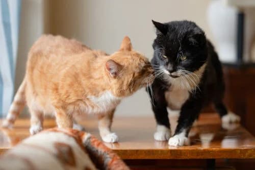 Merida, male Mixed Breed for adoption at Fundacja Medor photo 6