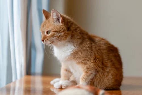 Merida, male Mixed Breed for adoption at Fundacja Medor photo 7