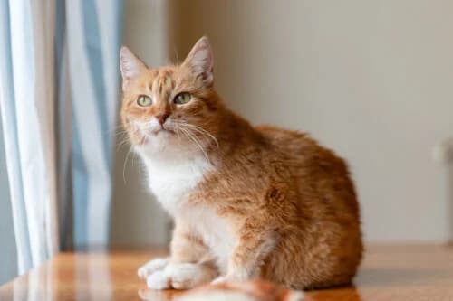 Merida, male Mixed Breed for adoption at Fundacja Medor photo 8