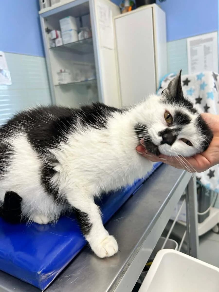 Milka, female Mixed Breed for adoption at Fundacja Medor