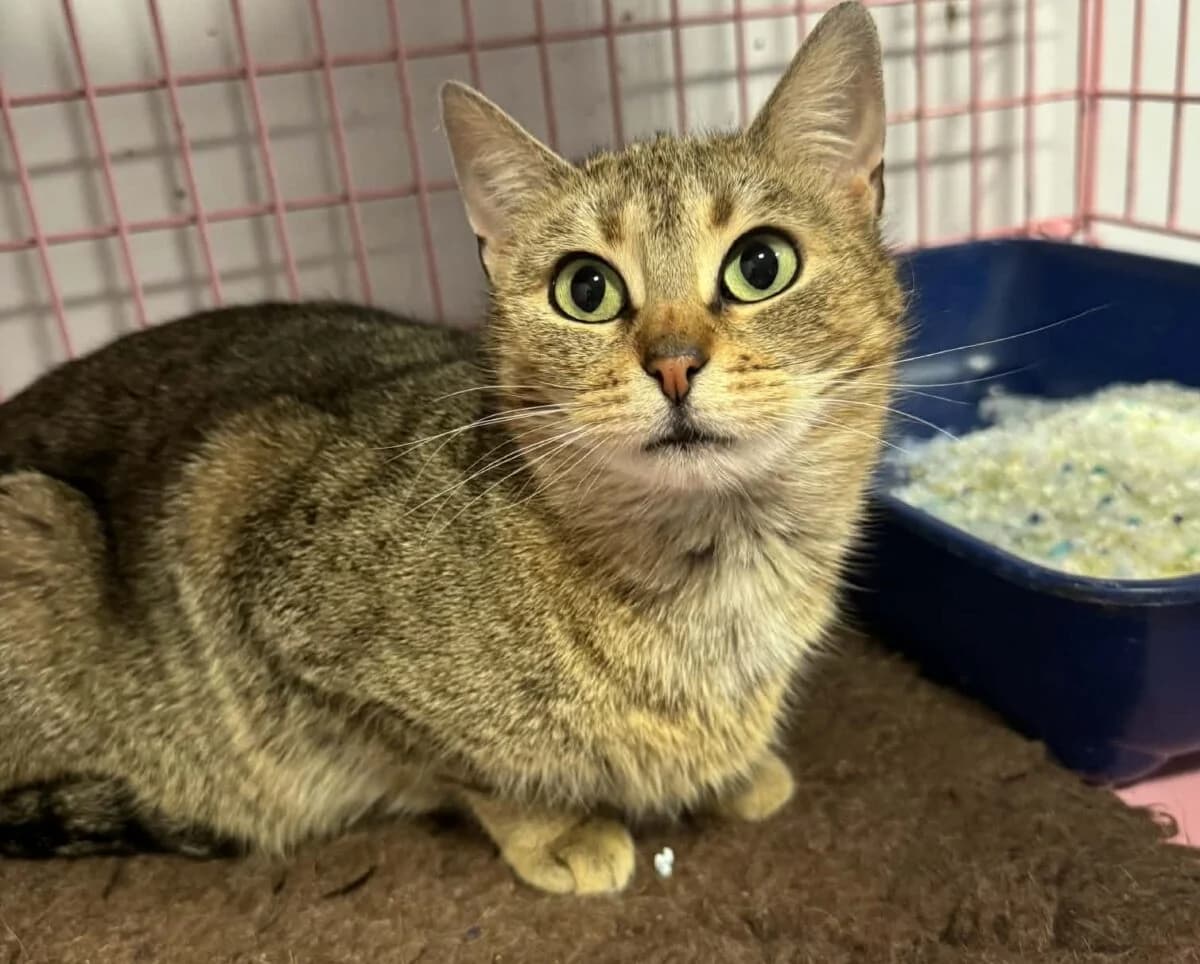 Kotka Mini, female Mixed Breed for adoption