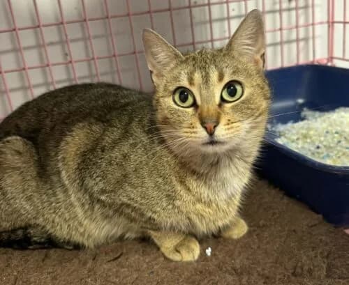 Kotka Mini, female Mixed Breed for adoption at Fundacja Medor photo 2