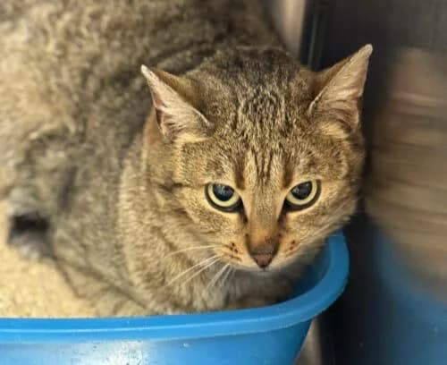 Kotka Mini, female Mixed Breed for adoption at Fundacja Medor photo 4