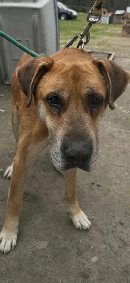 Mix Dog, male Mixed Breed for adoption