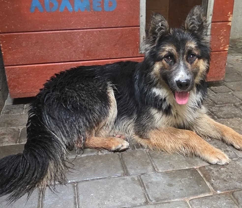 Mix Onek, male Mixed Breed for adoption at Fundacja Medor