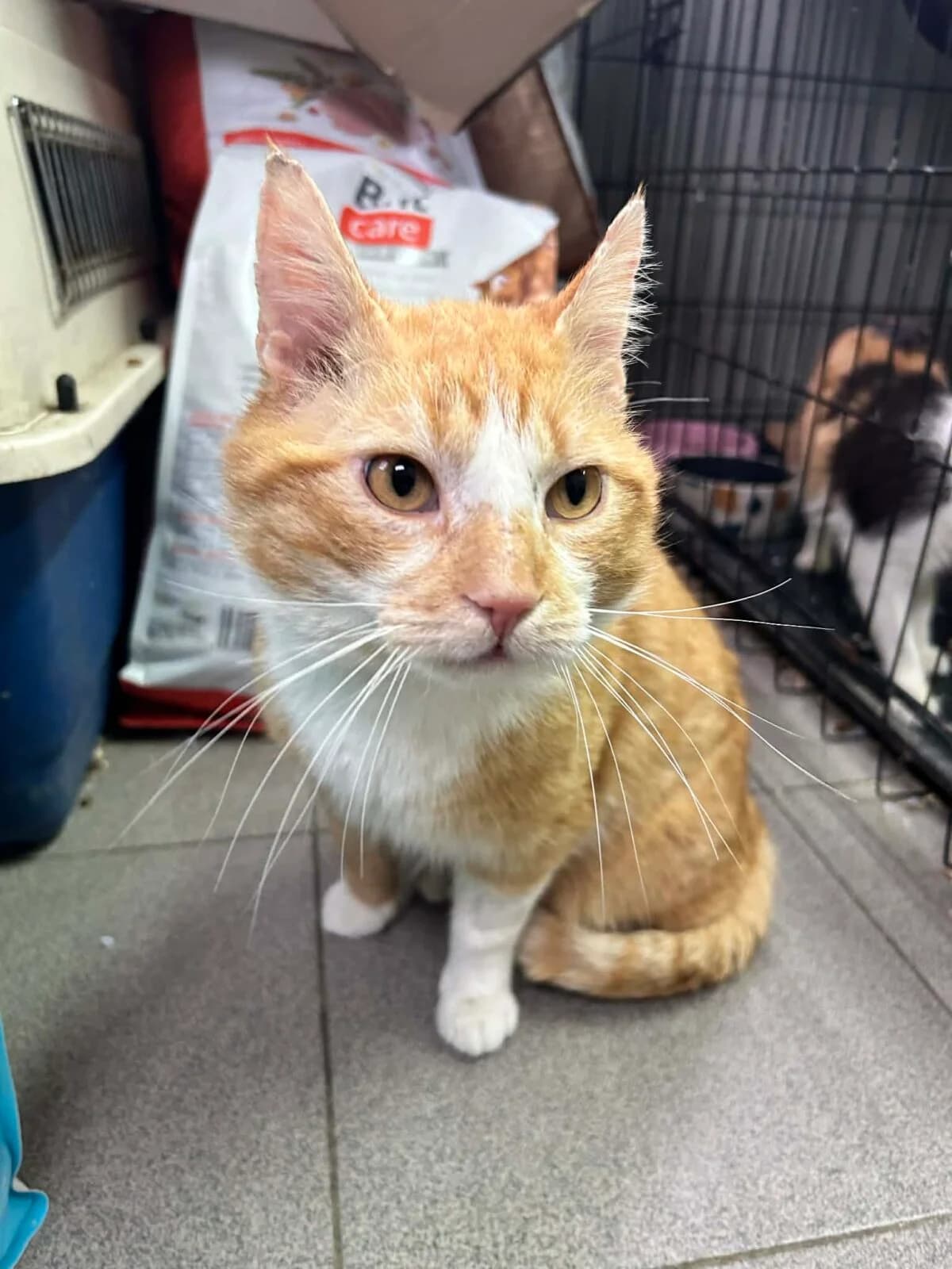 Mufasa, male Mixed Breed for adoption