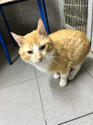 Mufasa, male Mixed Breed for adoption at Fundacja Medor photo 2