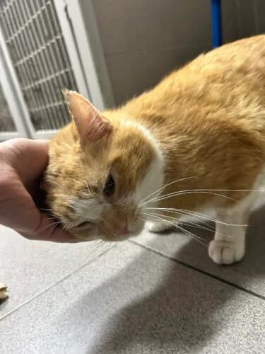 Mufasa, male Mixed Breed for adoption at Fundacja Medor photo 4