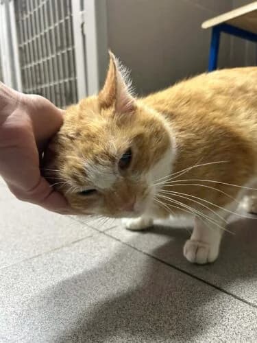 Mufasa, male Mixed Breed for adoption at Fundacja Medor photo 5