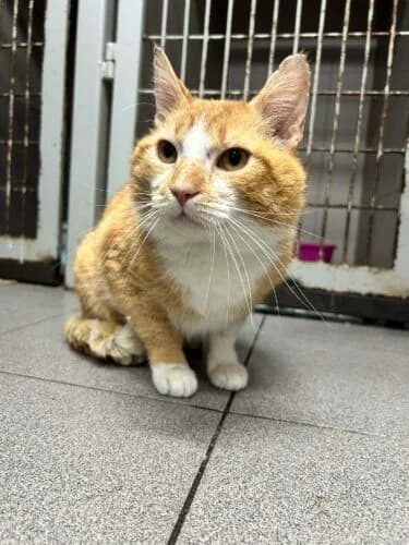 Mufasa, male Mixed Breed for adoption at Fundacja Medor photo 6