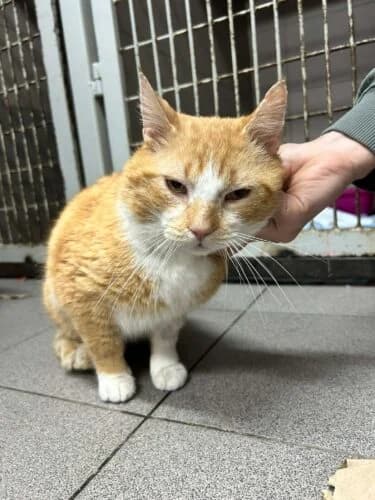 Mufasa, male Mixed Breed for adoption at Fundacja Medor photo 7