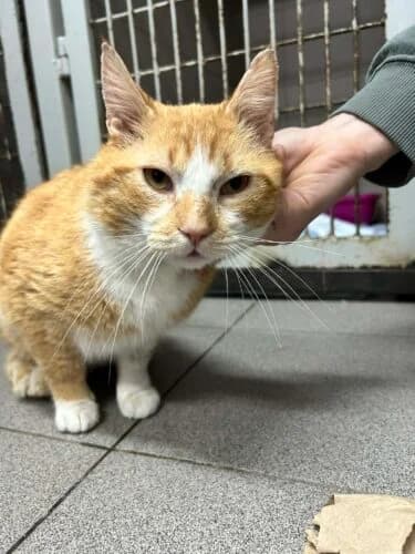 Mufasa, male Mixed Breed for adoption at Fundacja Medor photo 8