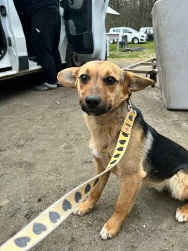 Piesek, male Mixed Breed for adoption at Fundacja Medor photo 2