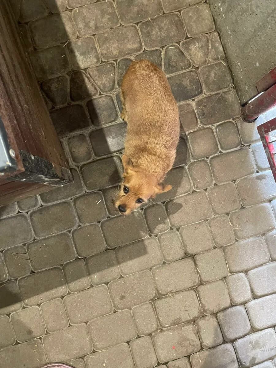 Pola, female Mixed Breed for adoption