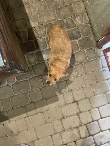 Pola, female Mixed Breed for adoption at Fundacja Medor photo 2