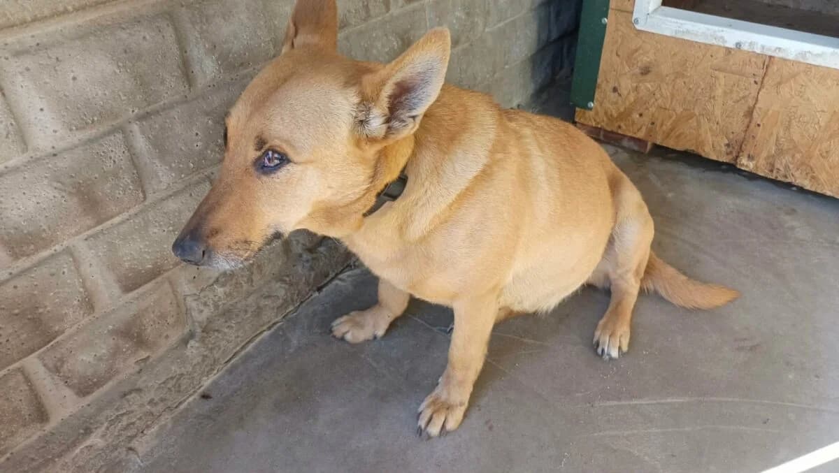Rudy Piesek, male Mixed Breed for adoption at Fundacja Medor
