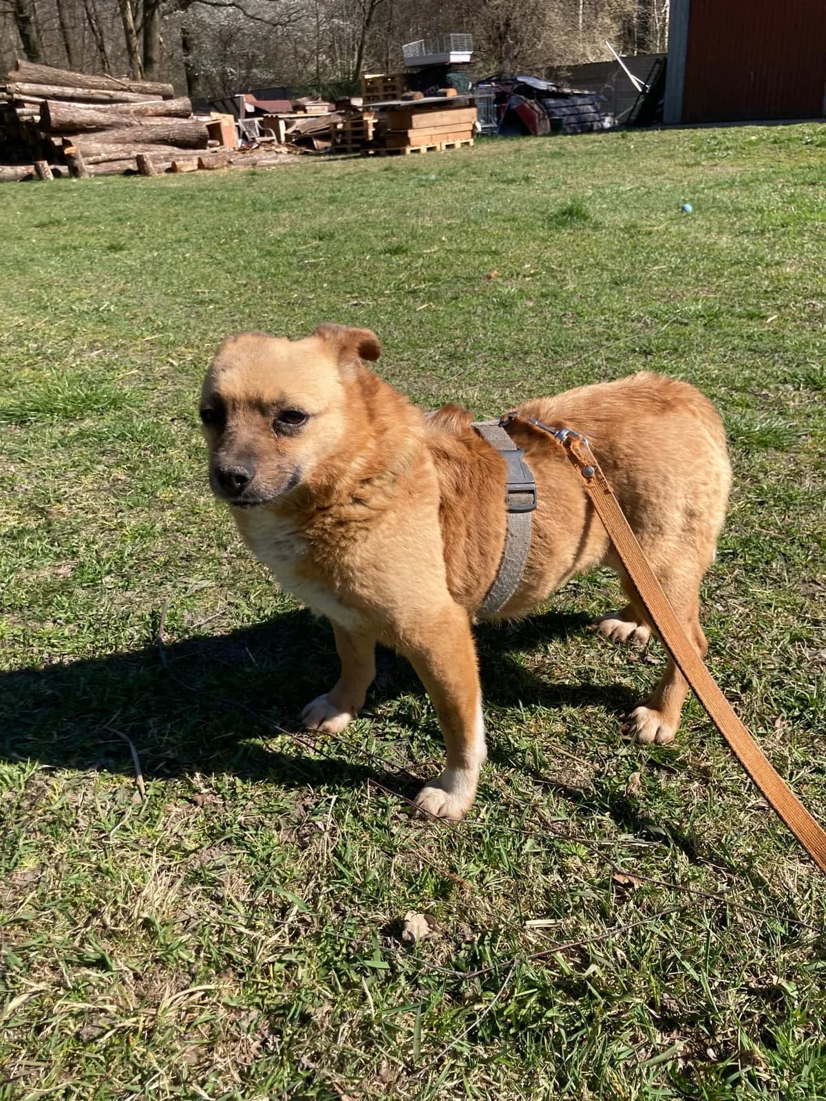 Suita Dom Pilny,  Mixed Breed for adoption at Fundacja Medor