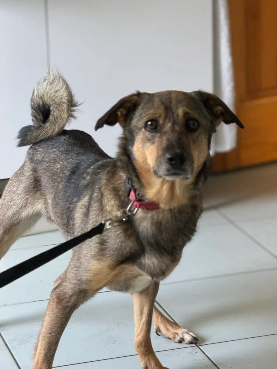 W-9 Piesek, male Mixed Breed for adoption at Fundacja Medor