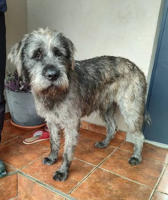 Wader Mix Sznaucer, male Mixed Breed for adoption at Fundacja Medor