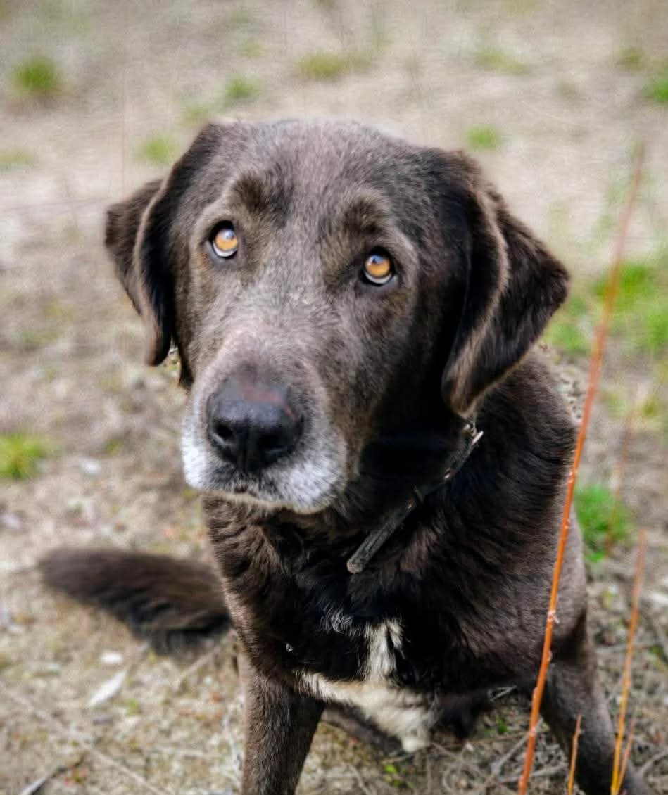 Wodnik,  Mixed Breed for adoption