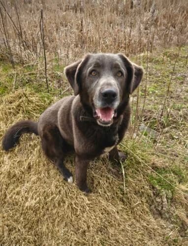 Wodnik,  Mixed Breed for adoption at Fundacja Medor photo 2