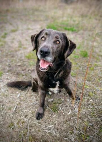 Wodnik,  Mixed Breed for adoption at Fundacja Medor photo 3