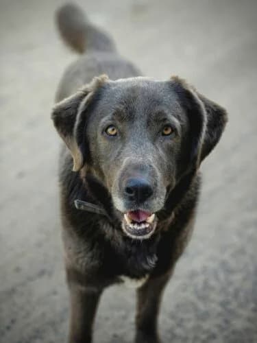 Wodnik,  Mixed Breed for adoption at Fundacja Medor photo 4