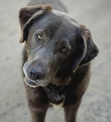 Wodnik,  Mixed Breed for adoption at Fundacja Medor photo 5