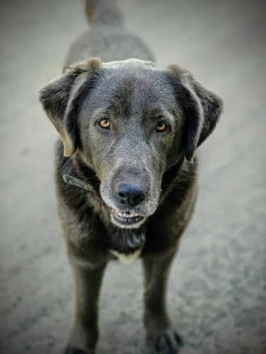Wodnik,  Mixed Breed for adoption at Fundacja Medor photo 6