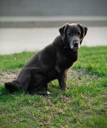 Wodnik,  Mixed Breed for adoption at Fundacja Medor photo 7