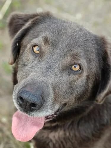 Wodnik,  Mixed Breed for adoption at Fundacja Medor photo 8