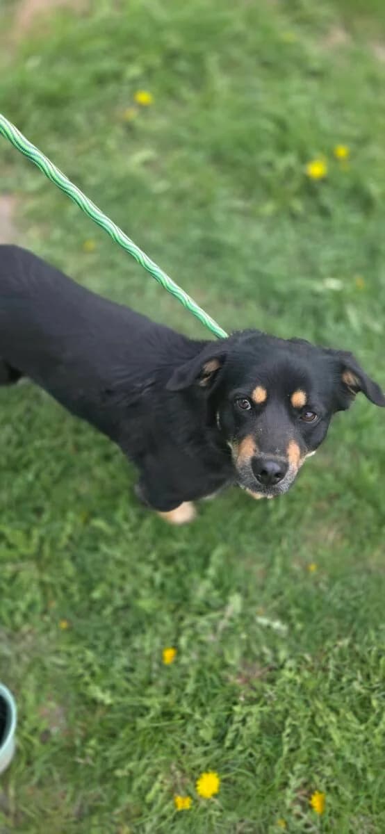 Zaimek, male Mixed Breed for adoption at Fundacja Medor