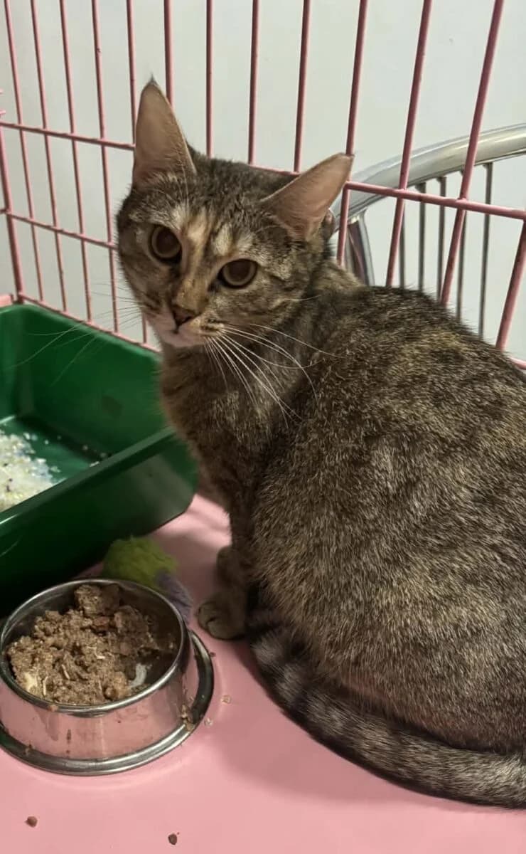 Zoja,  Mixed Breed for adoption