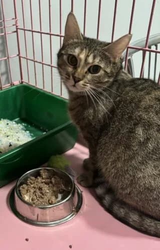 Zoja,  Mixed Breed for adoption at Fundacja Medor photo 3