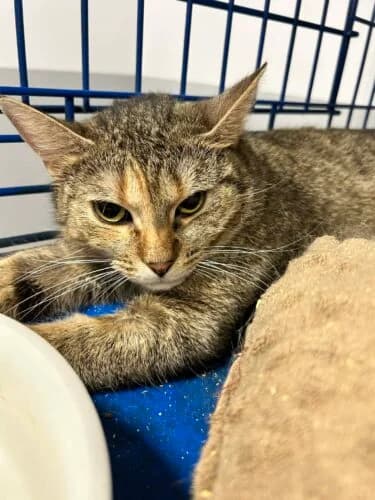 Zoja,  Mixed Breed for adoption at Fundacja Medor photo 4