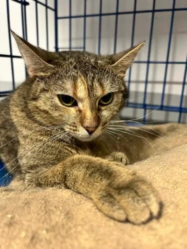 Zoja,  Mixed Breed for adoption at Fundacja Medor photo 5