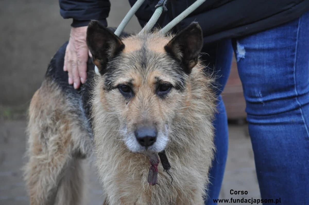 Corso, male mixed breed for adoption at Fundacja Przyjaciele Braci Mniejszych