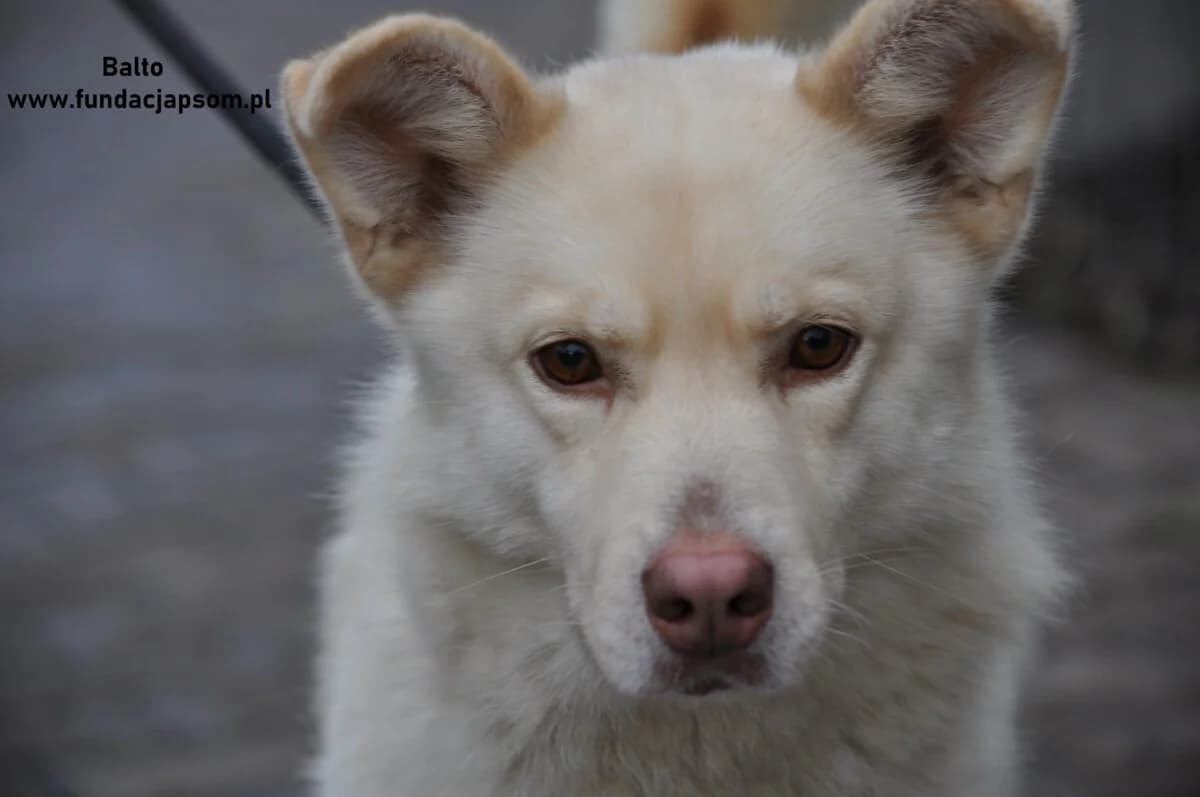 Balto, male mixed breed for adoption at Fundacja Przyjaciele Braci Mniejszych