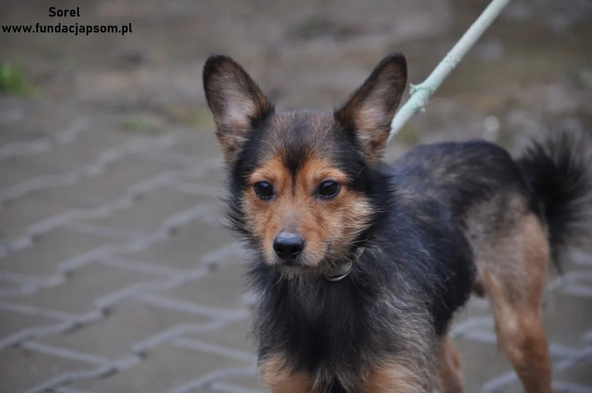 Sorel, male mixed breed for adoption at Fundacja Przyjaciele Braci Mniejszych