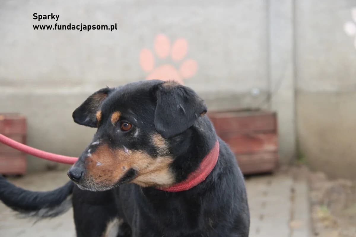 Sparky, male mixed breed for adoption at Fundacja Przyjaciele Braci Mniejszych