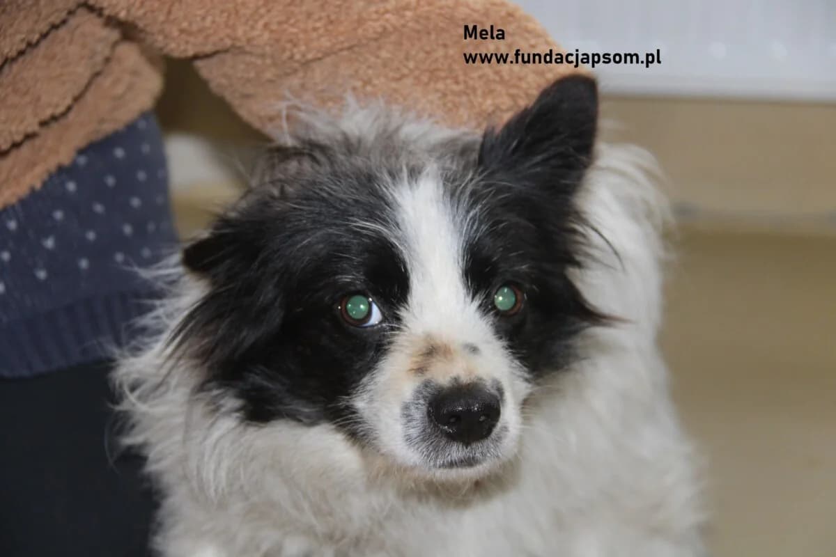 Mela, female mixed breed for adoption at Fundacja Przyjaciele Braci Mniejszych