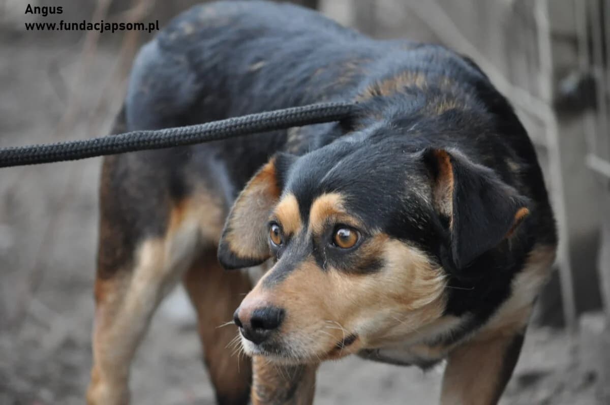 Angus, male mixed breed for adoption at Fundacja Przyjaciele Braci Mniejszych