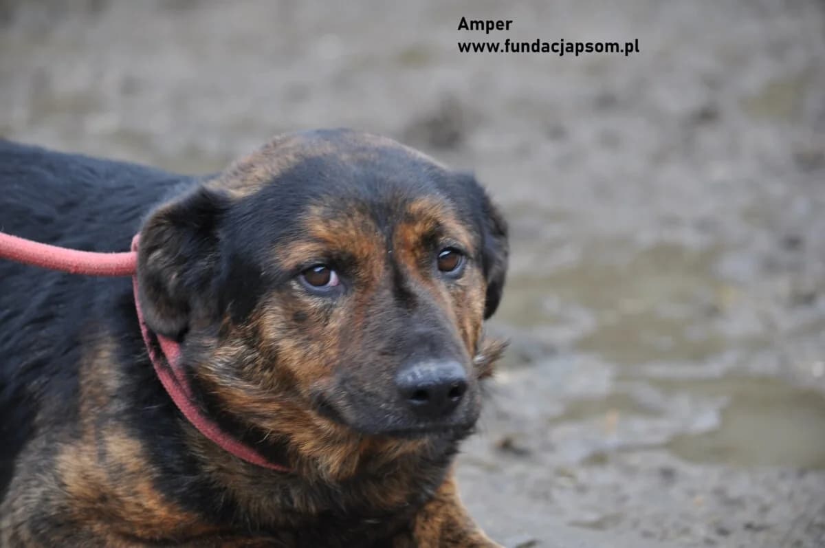 Amper, male mixed breed for adoption at Fundacja Przyjaciele Braci Mniejszych